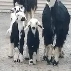 نجد ولد توام العدد 2 يتبعهن 4 روم وديد سلم