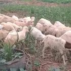 رخال رفيدي من 400