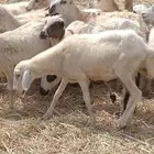رخال رفيدي من 410