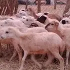 رخال رفيدي من 480