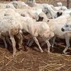 رخيل بلدي