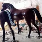 منتجات فيبر جلاص