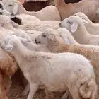 رخال مهجن حري