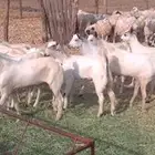 تيوس بلدي للمناسبات