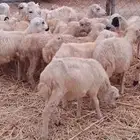 رخال رفيدي بلدي