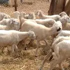 رخال رفيدي بلدي