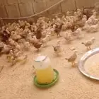 صوص بعمر 3 اسابيع سلالة طيبه و محصن