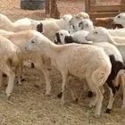 رخال رفيدي بلدي