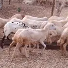 رخال جروم رفيديه من 450