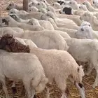 رخال رفيدي من 420 ريال