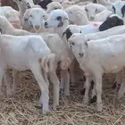 رخال رفيدي من 400 ريال