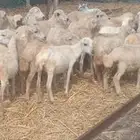 رخيل بلدي جيزان من 380 ريال