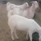 تيوس ضحايا بشيات برص أوزان عاليه