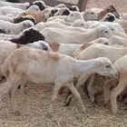 رخال رفيدي من 450