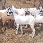 تيوس وجفرات بلدي من 650 ريال