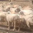 رخال رفيدي من 400 ريال