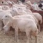 رخال رفيدي من 700