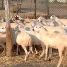 رخال رفيدي من 620ريال