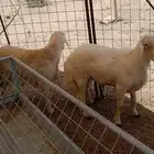 طليان مشروع فحول