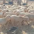 رخال رفيدي من 400 ريال