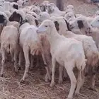 رخال رفيدي من 420 ريال