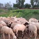 رخال رفيدي من 420 ريال