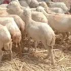 رخال رفيدي من 450 ريال