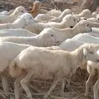 رخال رفيدي من 430