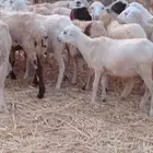 رخال من 500 ريال
