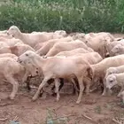 رخال رفيدي من 420 ريال