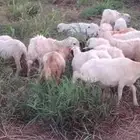 رخال رفيدي من 410