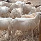 رخال رفيدي من 410