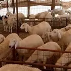 بهم مراح واحد