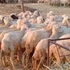 رخال مهجن حري من 450