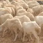 رخال رفيدي من 420