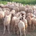 رخال رفيدي من 450 ريال