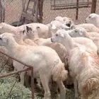 مهجن حري من 650 ريال