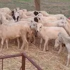 رخال رفيدي من 420 ريال