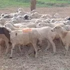 رخال رفيدي من 450 ريال