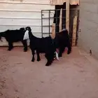 للبيع 3 جفرات في الجله