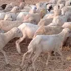 رخال رفيدي من 420 ريال