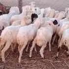 رخال رفيدي من 420 ريال