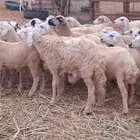 رخال حري من 650 ريال