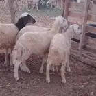 رخال مهجن حري من 650 ريال