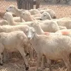 رخال رفيدي من 420 ريال
