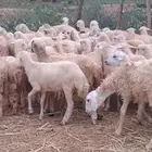 رخال مهجن حري من 650 ريال