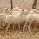 رخال من 400 ريال