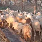 رخال مهجن حري من 500 ريال