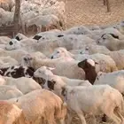 رخال رفيدي من 420 ريال