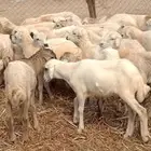 رخال من 410